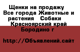 Щенки на продажу - Все города Животные и растения » Собаки   . Красноярский край,Бородино г.